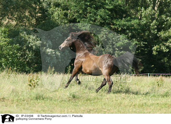 galoppierendes Connemara-Pony / galloping Connemara Pony / IP-03498