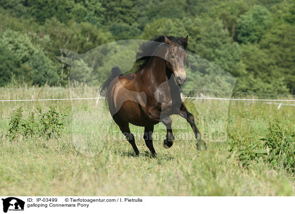 galoppierendes Connemara-Pony / galloping Connemara Pony / IP-03499