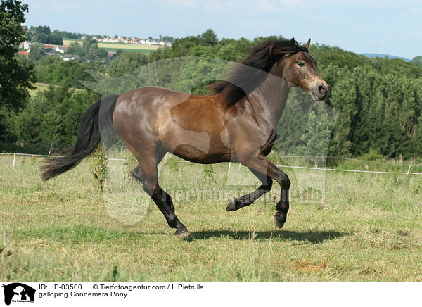 galoppierendes Connemara-Pony / galloping Connemara Pony / IP-03500