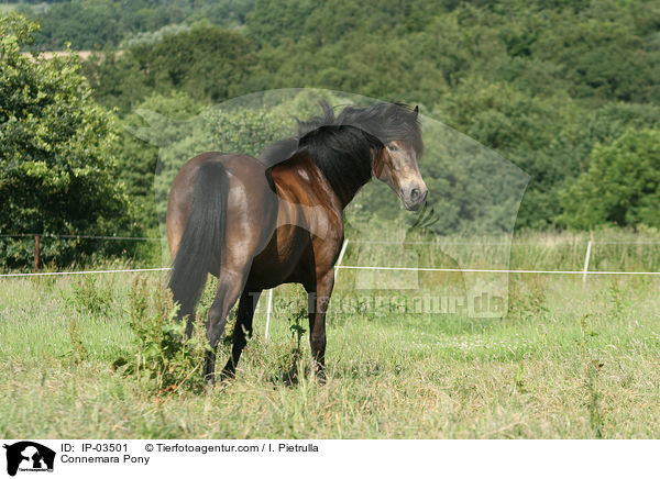 Connemara-Pony / Connemara Pony / IP-03501