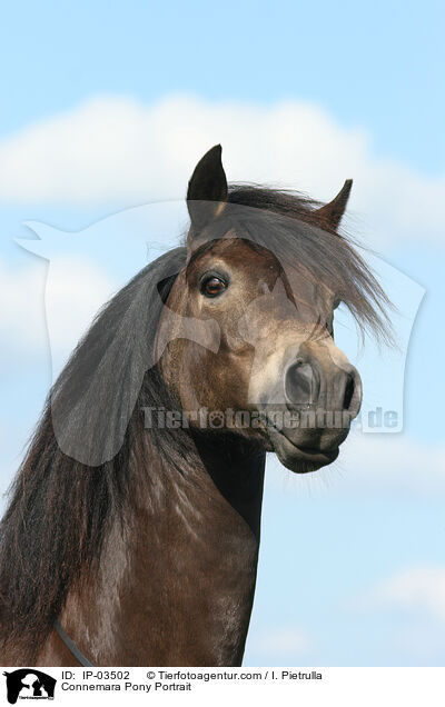 Connemara Pony Portrait / IP-03502