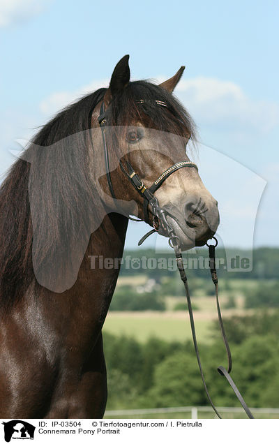Connemara Pony Portrait / IP-03504