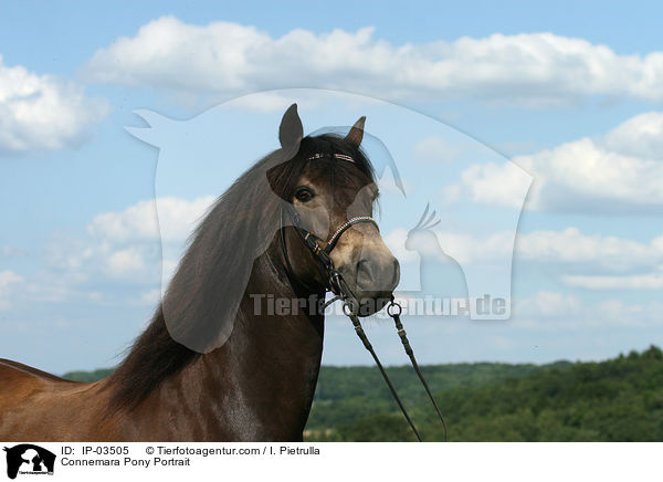 Connemara Pony Portrait / IP-03505