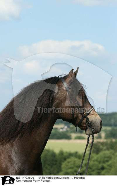 Connemara Pony Portrait / IP-03506