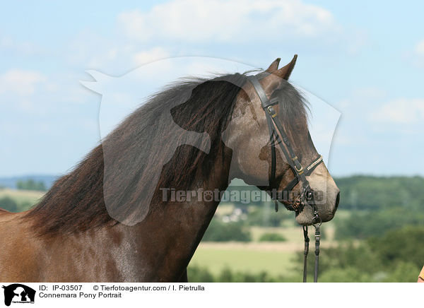 Connemara-Pony Portrait / Connemara Pony Portrait / IP-03507