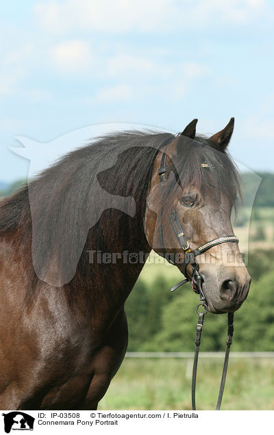 Connemara Pony Portrait / IP-03508