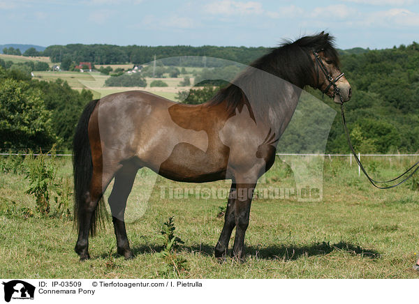Connemara-Pony / Connemara Pony / IP-03509
