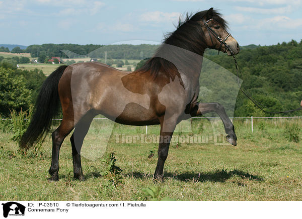 Connemara Pony / IP-03510