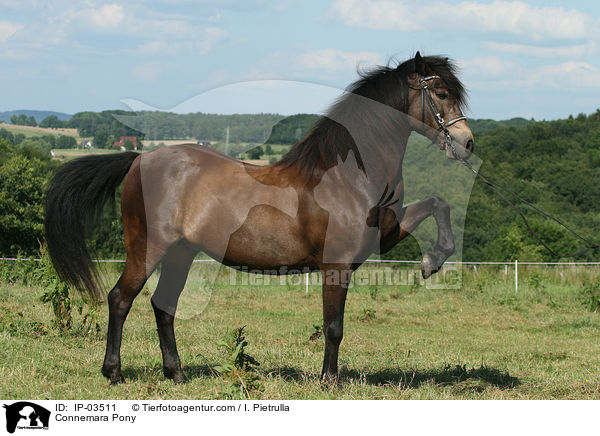 Connemara-Pony / Connemara Pony / IP-03511