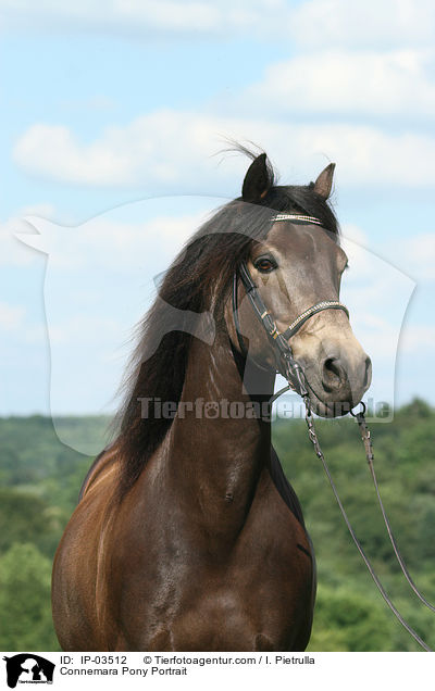 Connemara-Pony Portrait / Connemara Pony Portrait / IP-03512