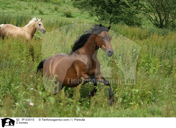 2 Pferde / 2 horses / IP-03515
