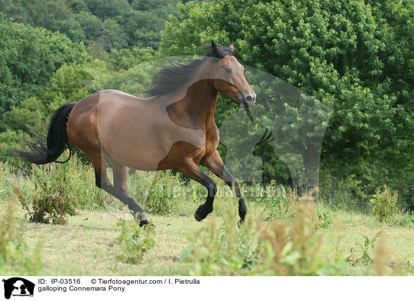 galoppierendes Connemara-Pony / galloping Connemara Pony / IP-03516