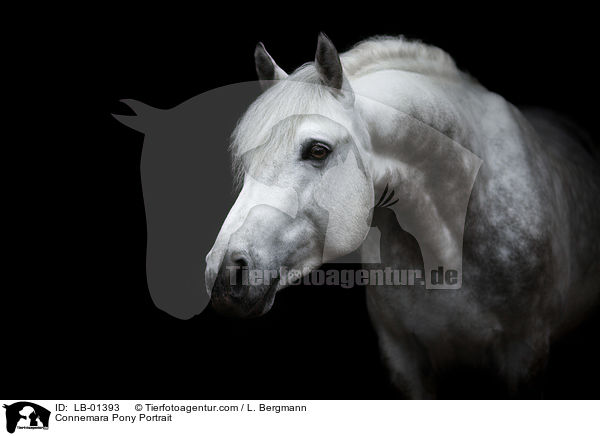Connemara Portrait / Connemara Pony Portrait / LB-01393