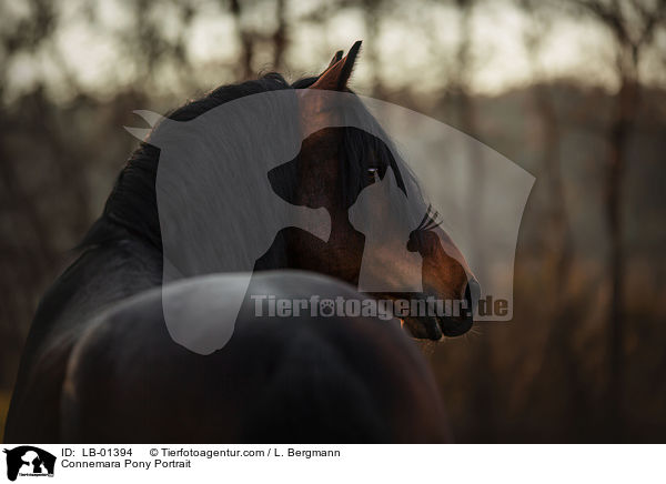 Connemara Pony Portrait / LB-01394