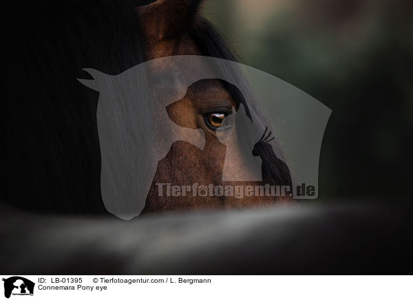 Connemara Pony eye / LB-01395