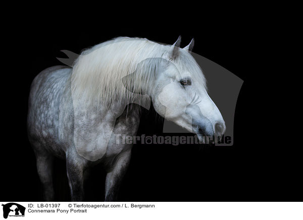 Connemara Portrait / Connemara Pony Portrait / LB-01397