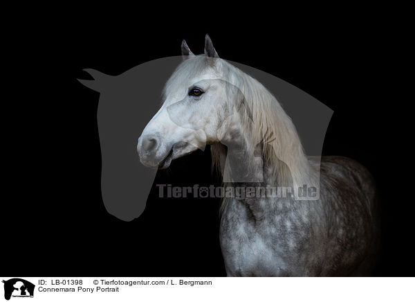 Connemara Portrait / Connemara Pony Portrait / LB-01398