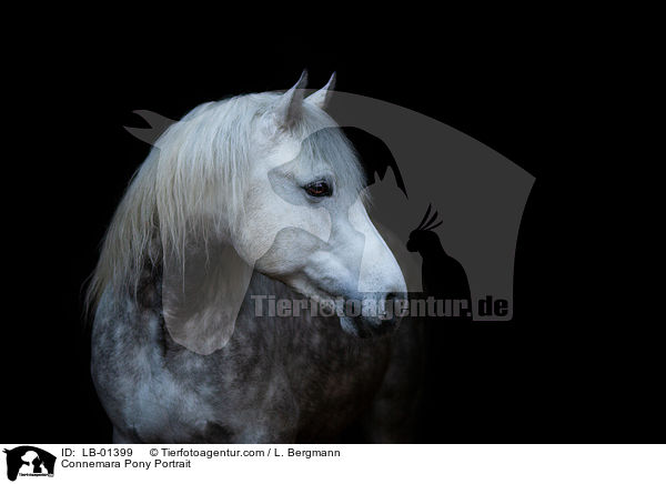 Connemara Portrait / Connemara Pony Portrait / LB-01399