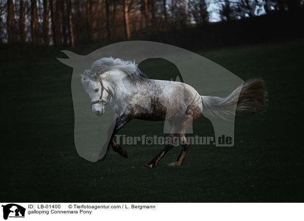 galoppierendes Connemara / galloping Connemara Pony / LB-01400