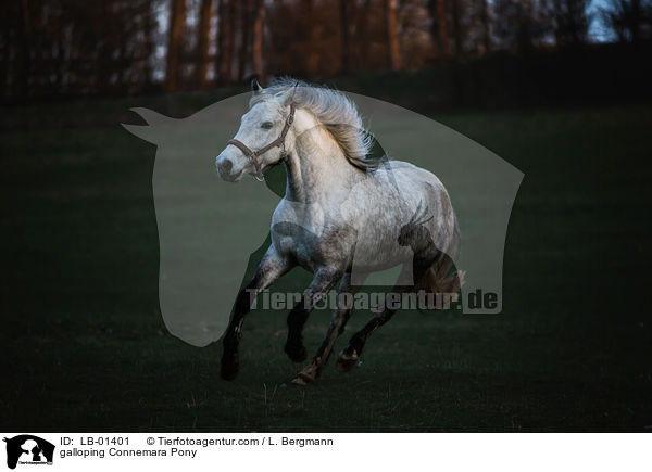 galoppierendes Connemara / galloping Connemara Pony / LB-01401