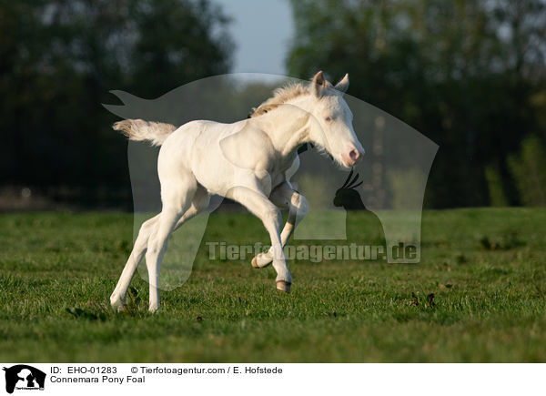 Connemara Fohlen / Connemara Pony Foal / EHO-01283