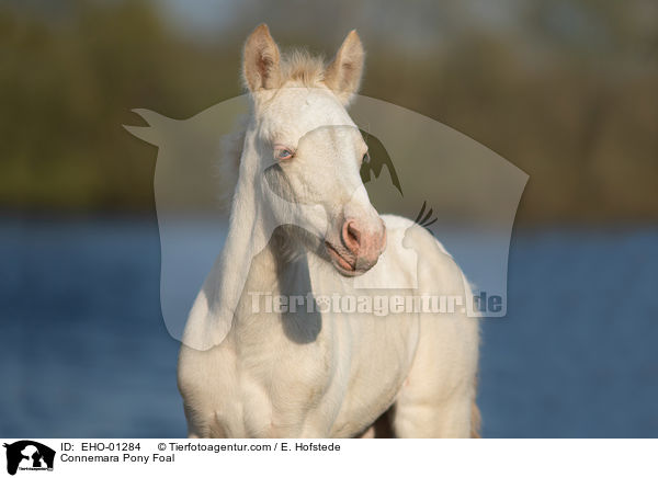 Connemara Pony Foal / EHO-01284