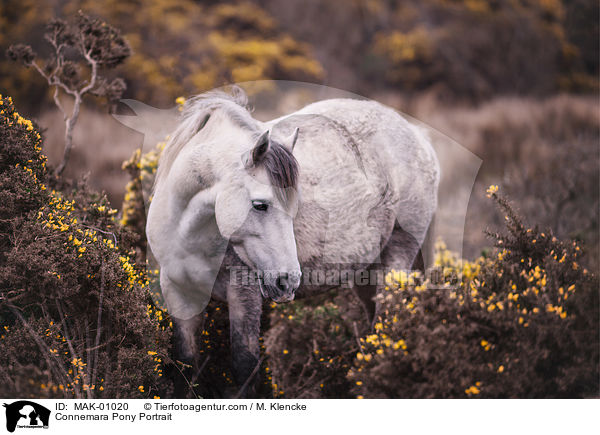Connemara Pony Portrait / MAK-01020