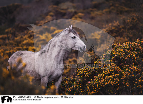 Connemara Pony Portrait / MAK-01025