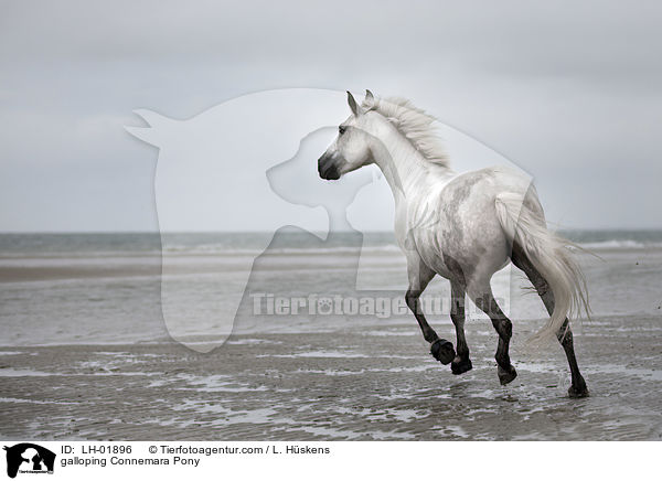 galoppierendes Connemara Pony / galloping Connemara Pony / LH-01896