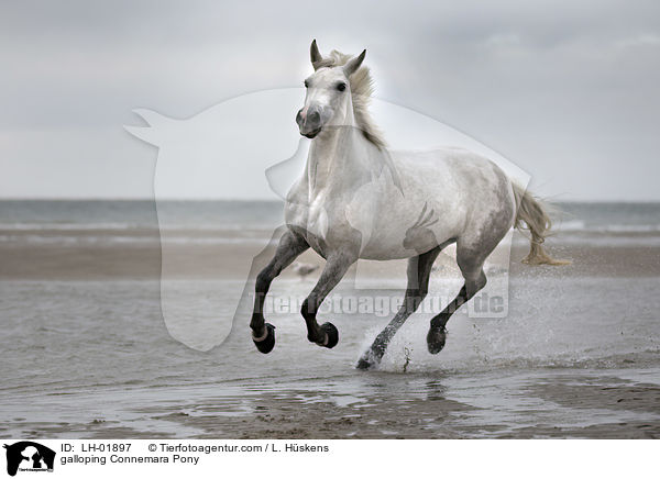 galoppierendes Connemara Pony / galloping Connemara Pony / LH-01897