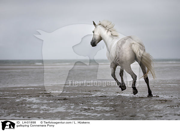 galoppierendes Connemara Pony / galloping Connemara Pony / LH-01898
