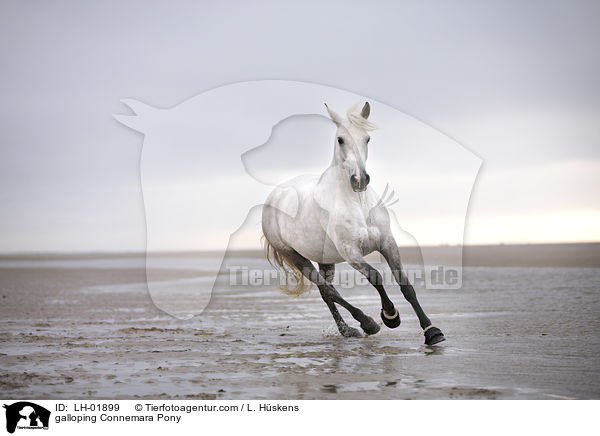 galoppierendes Connemara Pony / galloping Connemara Pony / LH-01899