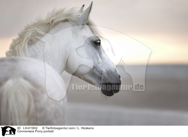 Connemara Portrait / Connemara Pony portrait / LH-01902