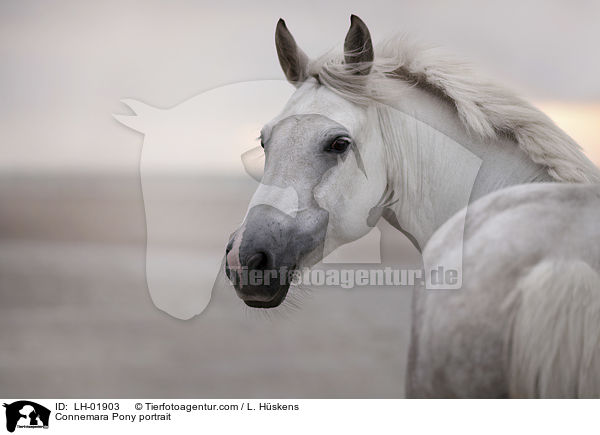 Connemara Portrait / Connemara Pony portrait / LH-01903