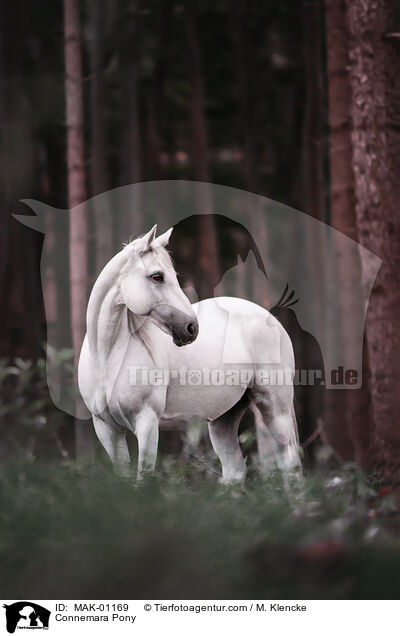 Connemara Pony / MAK-01169