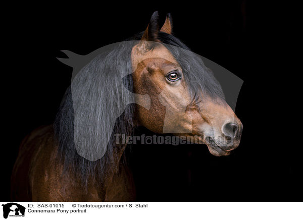 Connemara Pony portrait / SAS-01015