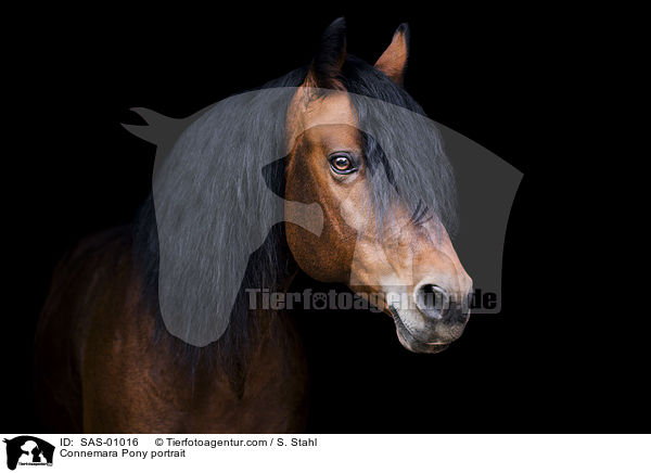 Connemara Pony portrait / SAS-01016