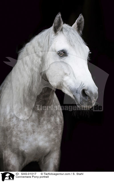 Connemara Pony portrait / SAS-01017