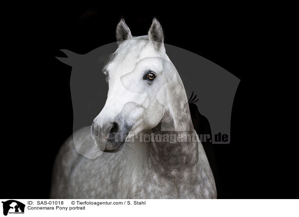 Connemara Portrait / Connemara Pony portrait / SAS-01018