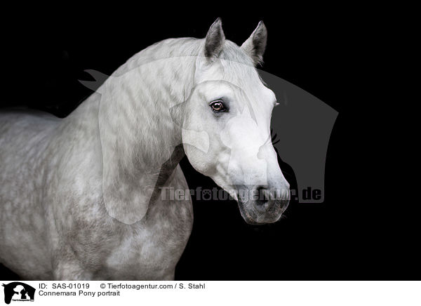 Connemara Portrait / Connemara Pony portrait / SAS-01019