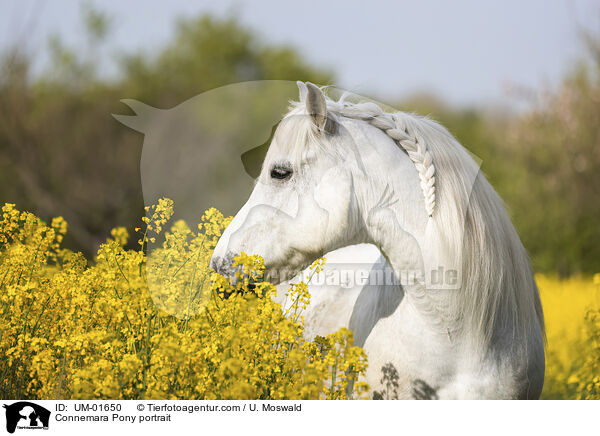 Connemara Pony portrait / UM-01650
