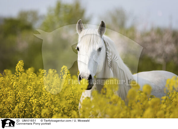 Connemara Pony portrait / UM-01651