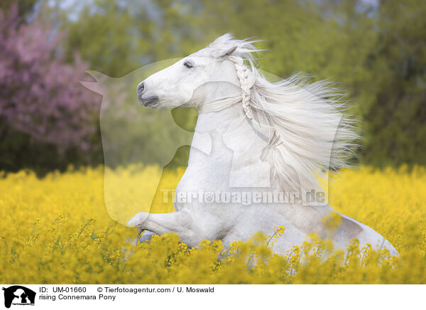 steigender Connemara / rising Connemara Pony / UM-01660