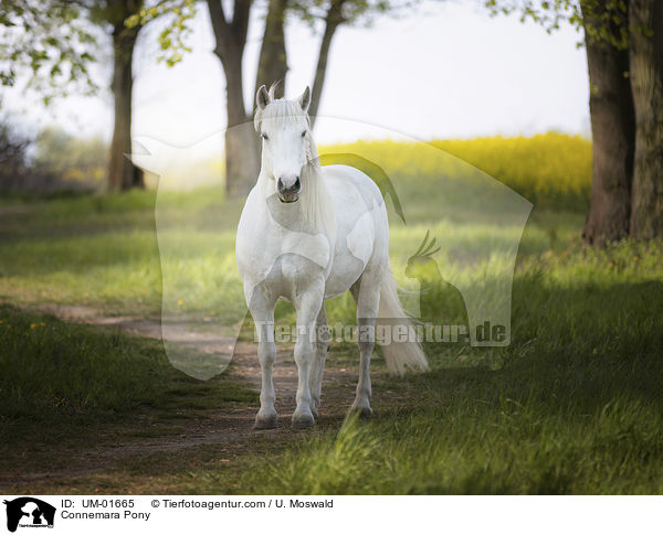 Connemara Pony / UM-01665