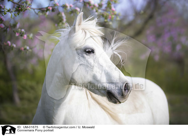 Connemara Portrait / Connemara Pony portrait / UM-01675