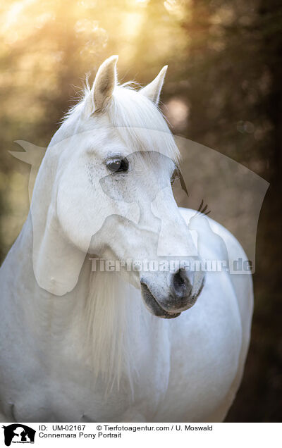 Connemara Pony Portrait / UM-02167