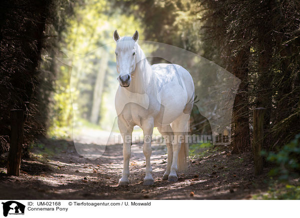 Connemara Pony / UM-02168