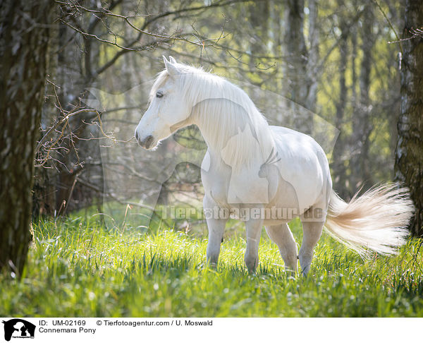 Connemara Pony / UM-02169