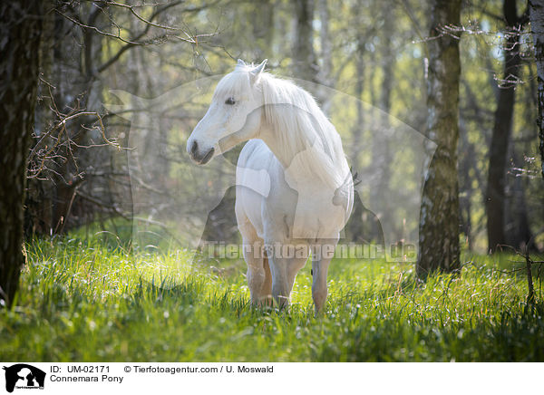 Connemara Pony / UM-02171