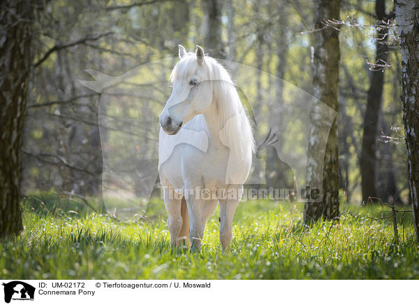 Connemara Pony / UM-02172